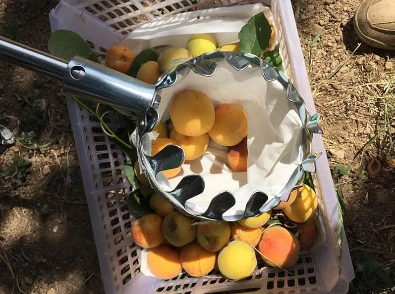 High-Altitude Fruit Picker Head Without Pole Metal/Plastic Fruit Collector Harvest Picking Apple Citrus Pear Garden Hand Tools